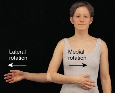 Medial and lateral rotation of the arm