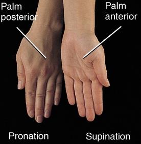 Pronation and supination of the hand