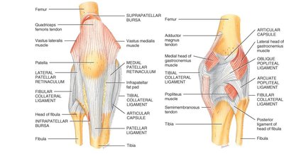External views of knee joint ligaments and muscles