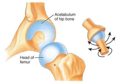 Ball-and-socket joint of the hip