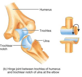 Hinge joint at the elbow