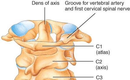 Atlanto-axial joint in the cervical spine