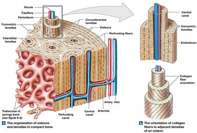 Organization of osteons and lamellae