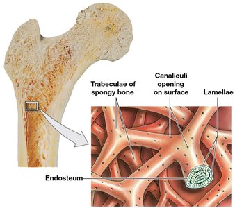 Trabeculae of spongy bone
