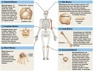 Classification of bones by shape