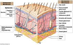 Anatomy of the skin showing cutaneous membrane and accessory structures
