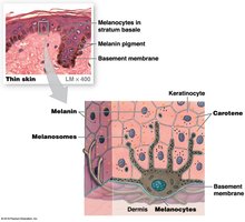 Melanocytes and melanin distribution in skin