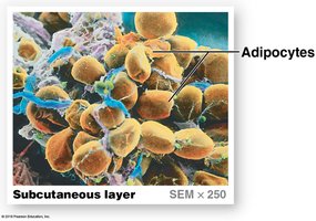 Adipose tissue in subcutaneous layer