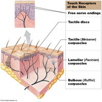 Touch receptors of the skin