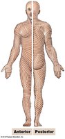 Tension lines in the skin