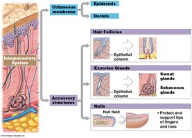 Accessory structures of the skin
