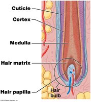 Hair bulb and matrix