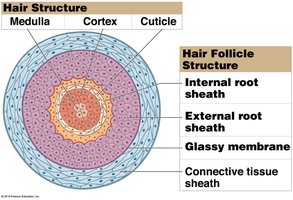Hair structure and follicle structure