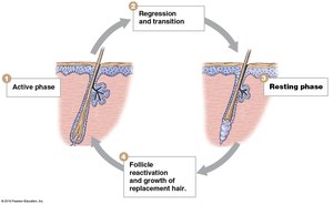 Hair growth cycle