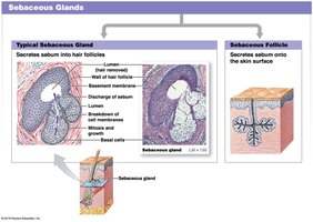 Sebaceous glands