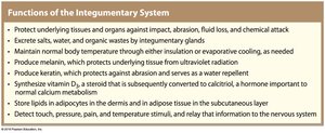Functions of the integumentary system