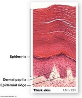 Histology of thick skin