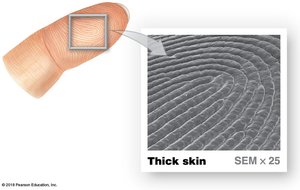 Fingerprints and epidermal ridges