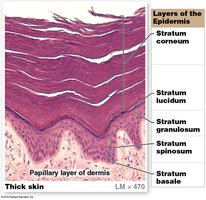 Layers of the epidermis in thick skin