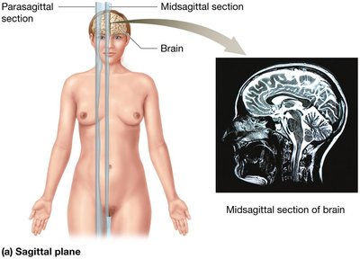 Sagittal plane