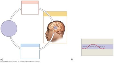 Thermoregulation feedback loop
