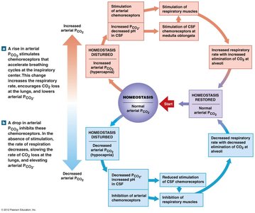 CO2 homeostasis feedback loop