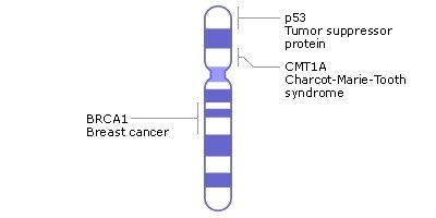 Chromosome 17 with gene loci for p53, CMT1A, and BRCA1