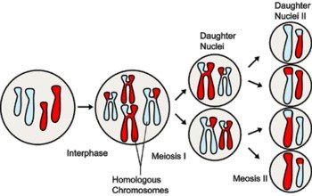 Diagram of meiosis showing homologous chromosomes and daughter nuclei
