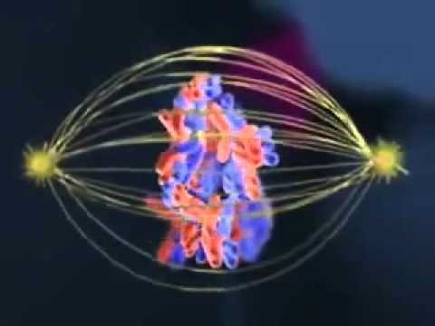 Diagram showing crossing over during meiosis