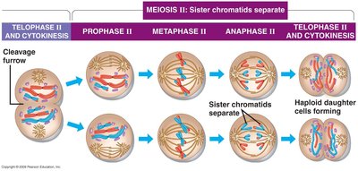 Stages of Meiosis II: Prophase II, Metaphase II, Anaphase II, Telophase II