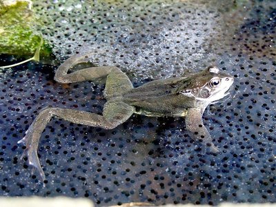 Frog with eggs, representing sexual reproduction