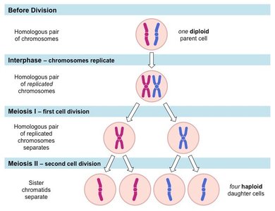 Stages of meiosis from diploid parent cell to four haploid daughter cells