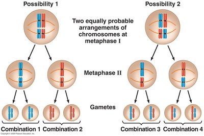 Independent assortment of chromosomes during metaphase I