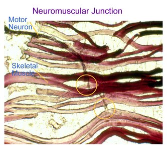 Microscopic image of neuromuscular junction showing motor neuron and skeletal muscle