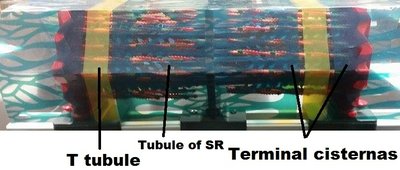 Model showing T tubule, tubule of SR, and terminal cisternae