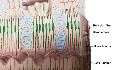 Table of common terms in muscle anatomy