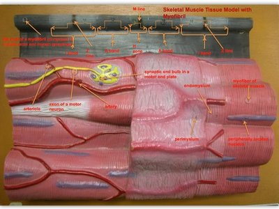 Skeletal muscle tissue model with myofibril and labeled structures