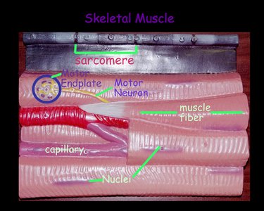 Skeletal muscle model showing sarcomere, motor endplate, and muscle fiber