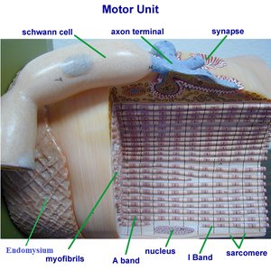 Motor unit model showing axon terminal, synapse, and muscle fiber structure