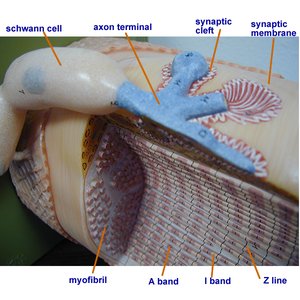 Detailed model of motor unit with synaptic cleft and myofibril structure