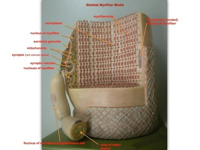 Skeletal myofiber model showing myofilaments, mitochondria, and synapse