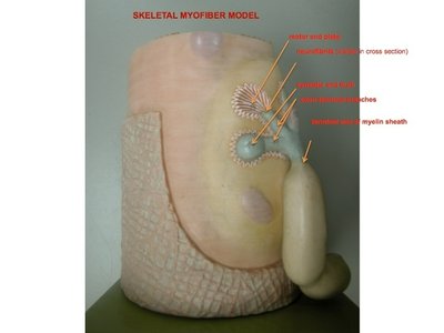 Skeletal myofiber model showing motor end plate and synaptic cleft