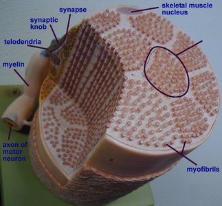 Cross-section of muscle fiber showing myofibrils and synaptic knob
