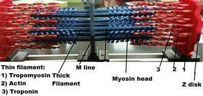Sarcomere model showing thin and thick filaments, Z disk, and M line