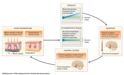 Homeostatic regulation of body temperature by the integumentary system (rising temperature)