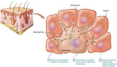Melanin synthesis and distribution in the epidermis