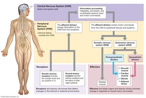 Functional overview of the nervous system