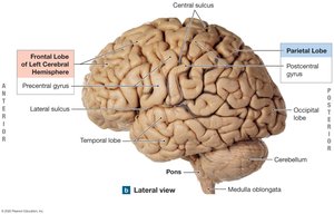 Major regions of the brain