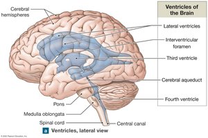 Ventricles of the brain
