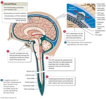 Formation and circulation of CSF